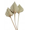 Palm spear mini naturalny 30-35 cm - susz