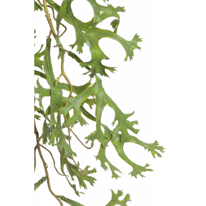 Mini łosie rogi gałązka..100cm - tuczna roślina