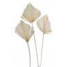 Palm spear duży wybielany 40-50 cm - susz