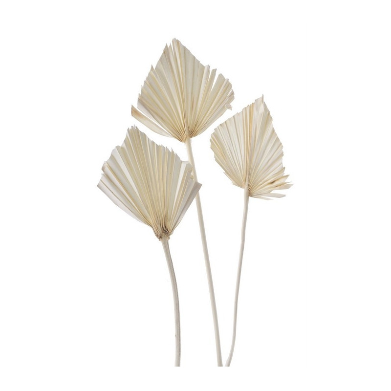 Palm spear duży wybielany  5 sztuk/paczka 40-50 cm - susz