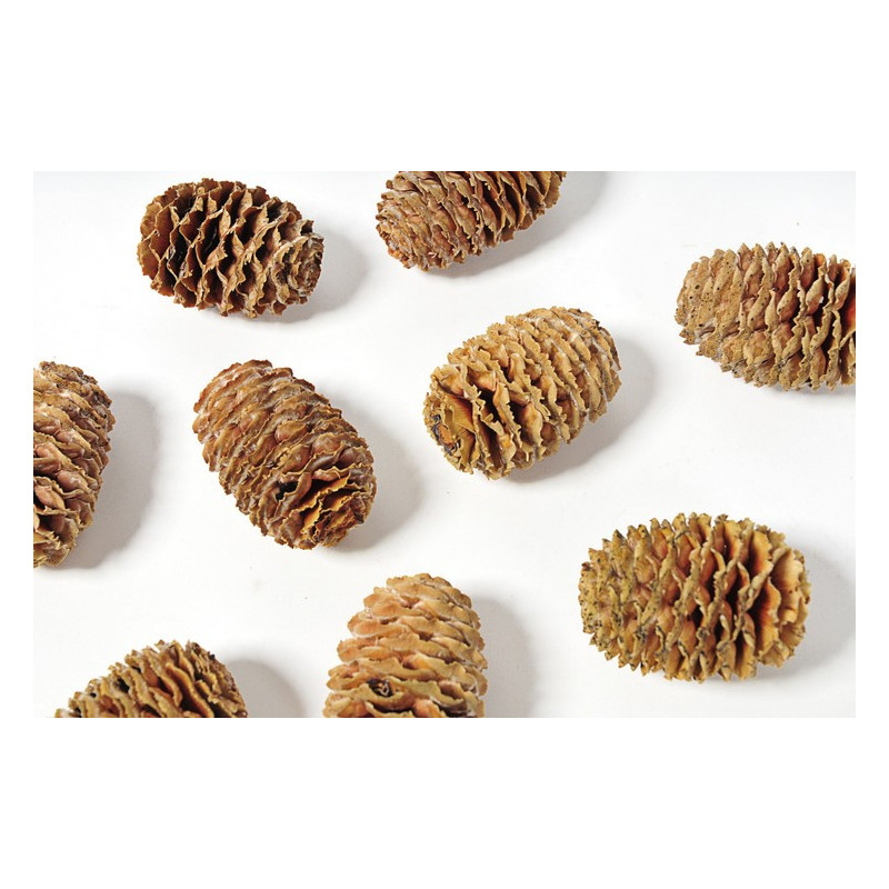 Sabulosum główki..L4,5-5cm - susz naturalny