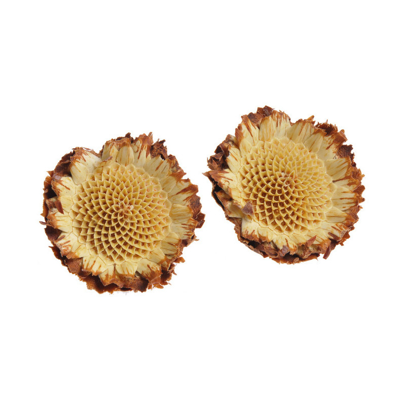 SUSANNAE ROSETTE CREAM LOOSE..5-6cm - susz dekoracyjny