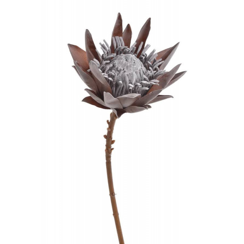 Protea x1 53cm ..53cm - sztuczna roślina