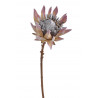 Protea x1 53cm ..53cm - sztuczna roślina