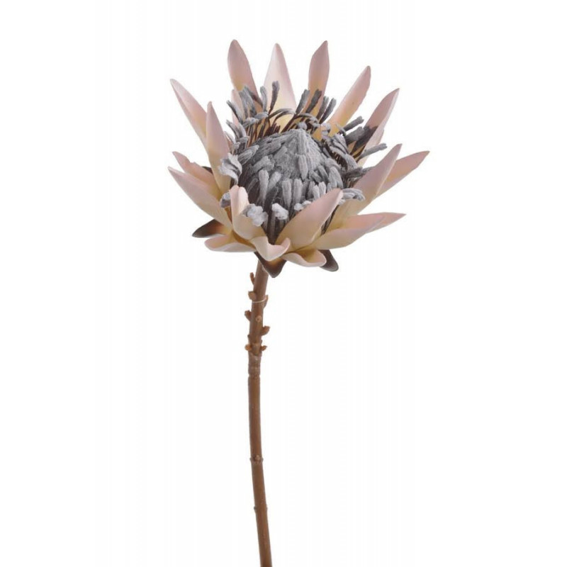 Protea x1 53cm ..53cm - sztuczna roślina