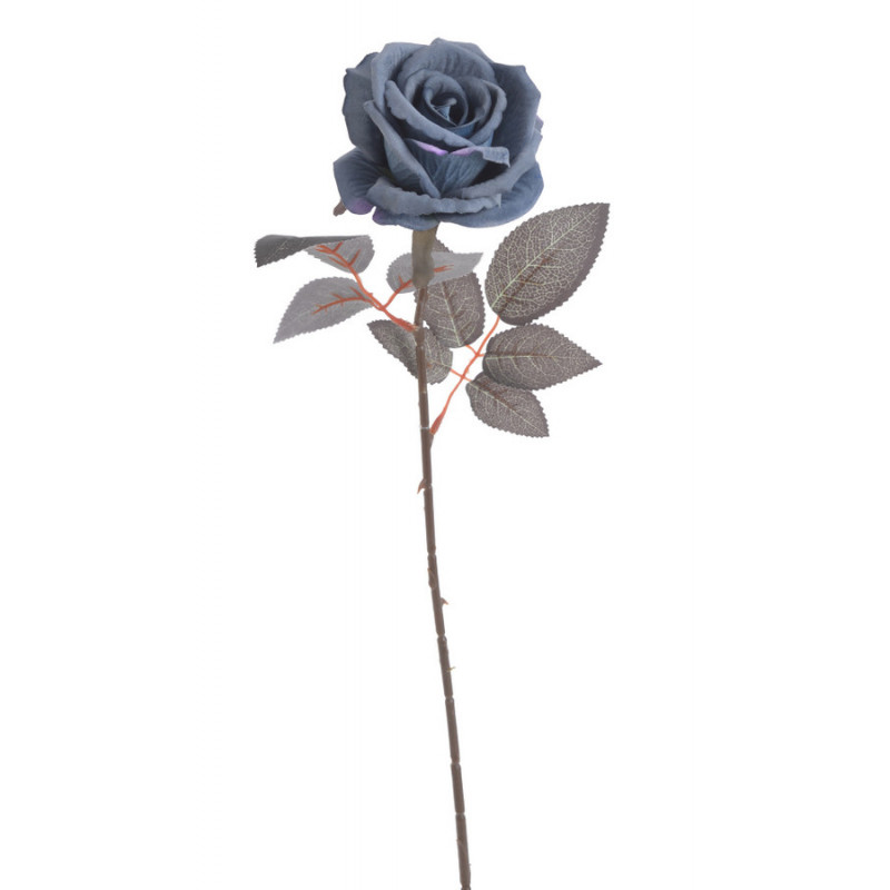 Róża welwetowa x1..50cm