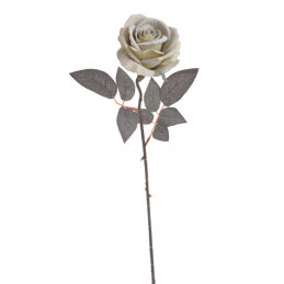 Róża welwetowa x1..50cm