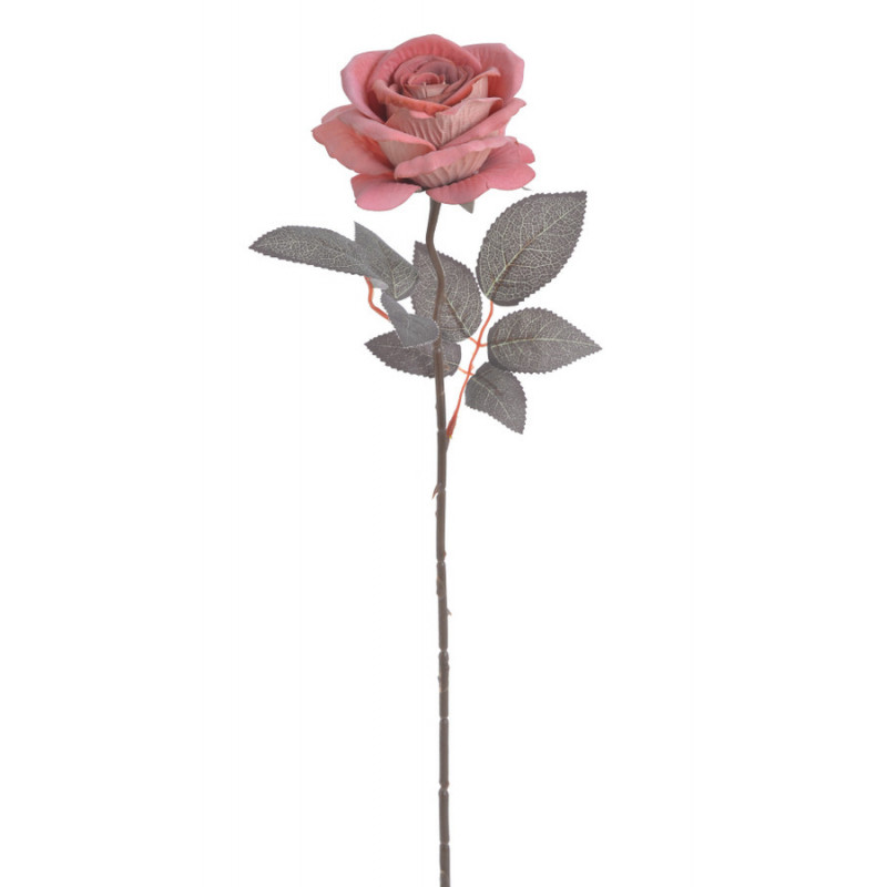 Róża welwetowa x1..50cm