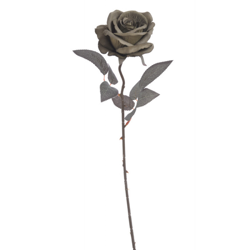 Róża welwetowa x1..50cm