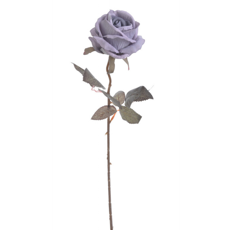 Róża welwetowa x1..50cm