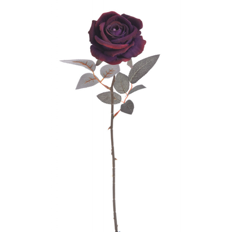 Róża welwetowa x1..50cm