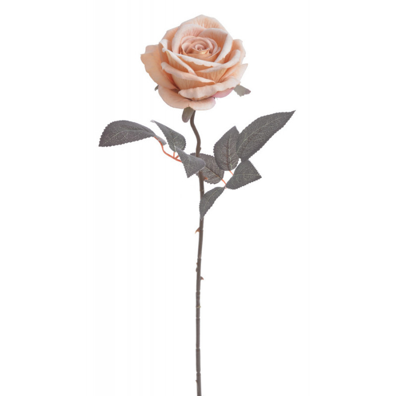 Róża welwetowa x1..50cm