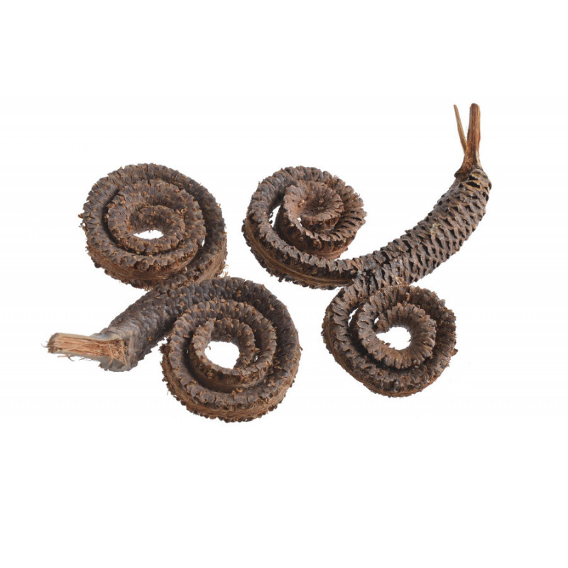 Palm ring special laq..11-16cm ( BARANIE ROGI ) - susz