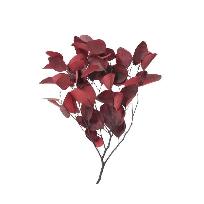 Eukaliptus populus RED paczka 150g..55cm