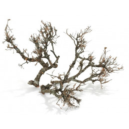 Hard bonzai SMALL 25/30cm (+-30szt) - karton zbiorczy