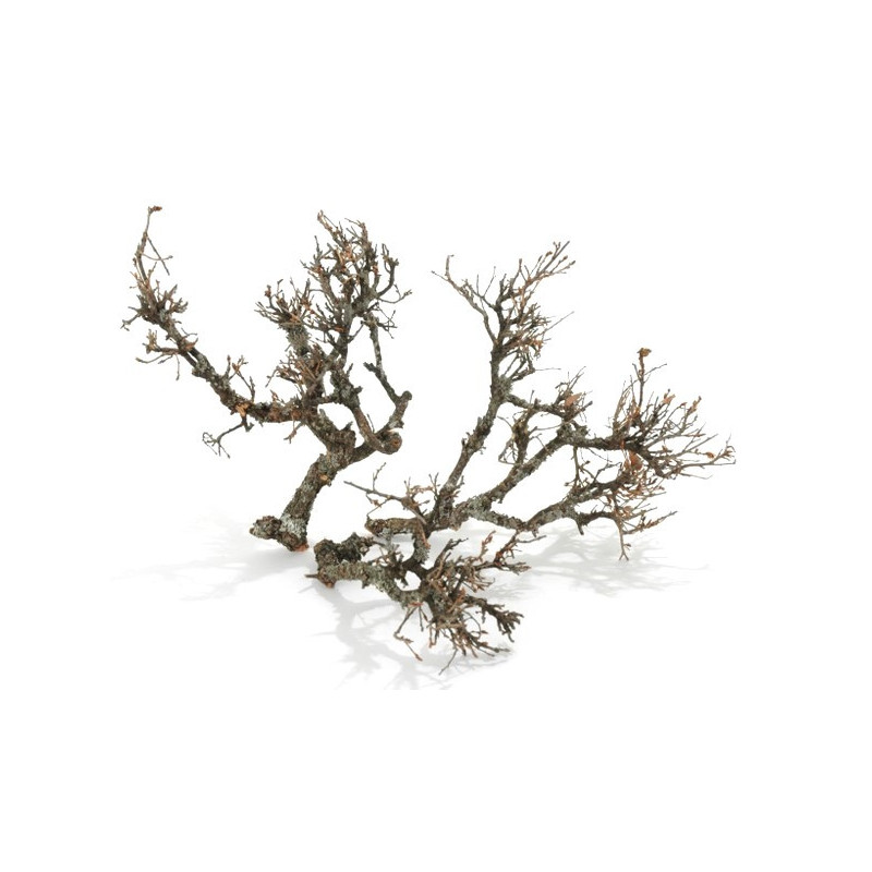 Hard bonzai SMALL 25/30cm (+-30szt) - karton zbiorczy