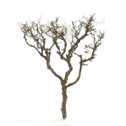 Hard bonzai LARGE 50/60cm (+- 9szt) - karton zbiorczy