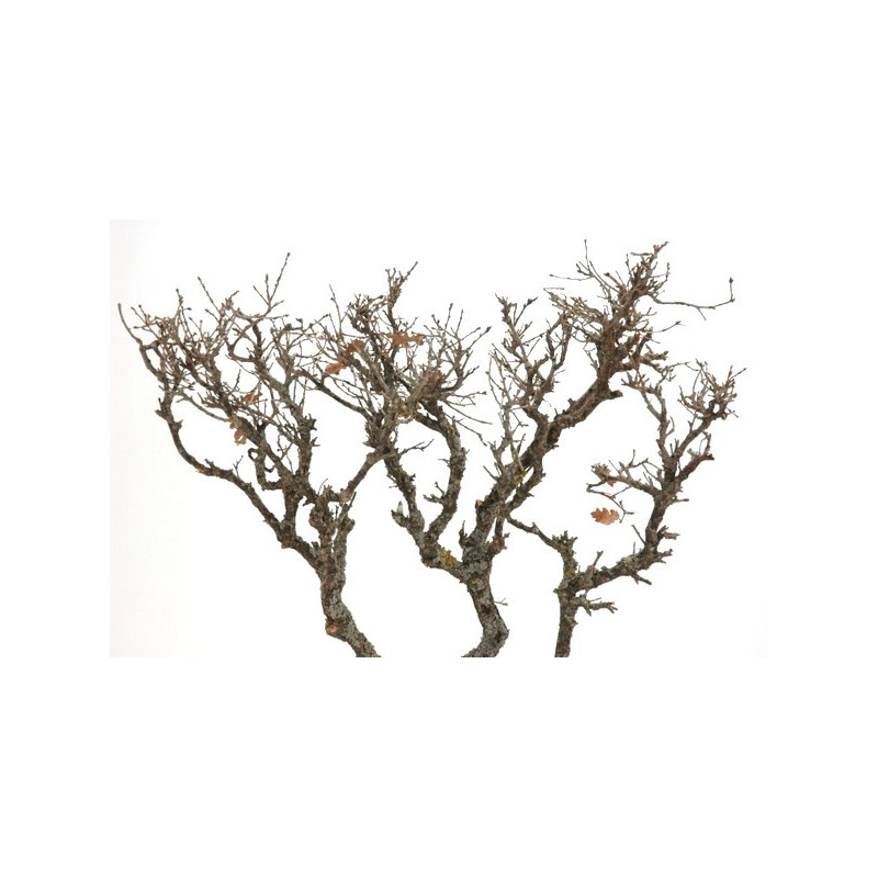 Hard bonzai LARGE 50/60cm (+- 9szt) - karton zbiorczy