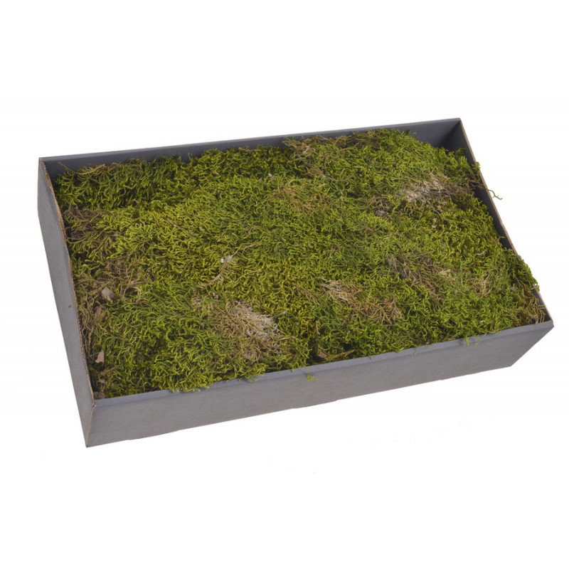 Green moss long 500g - susz dekoracyjny
