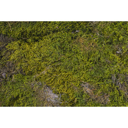 Green moss long 500g - susz dekoracyjny