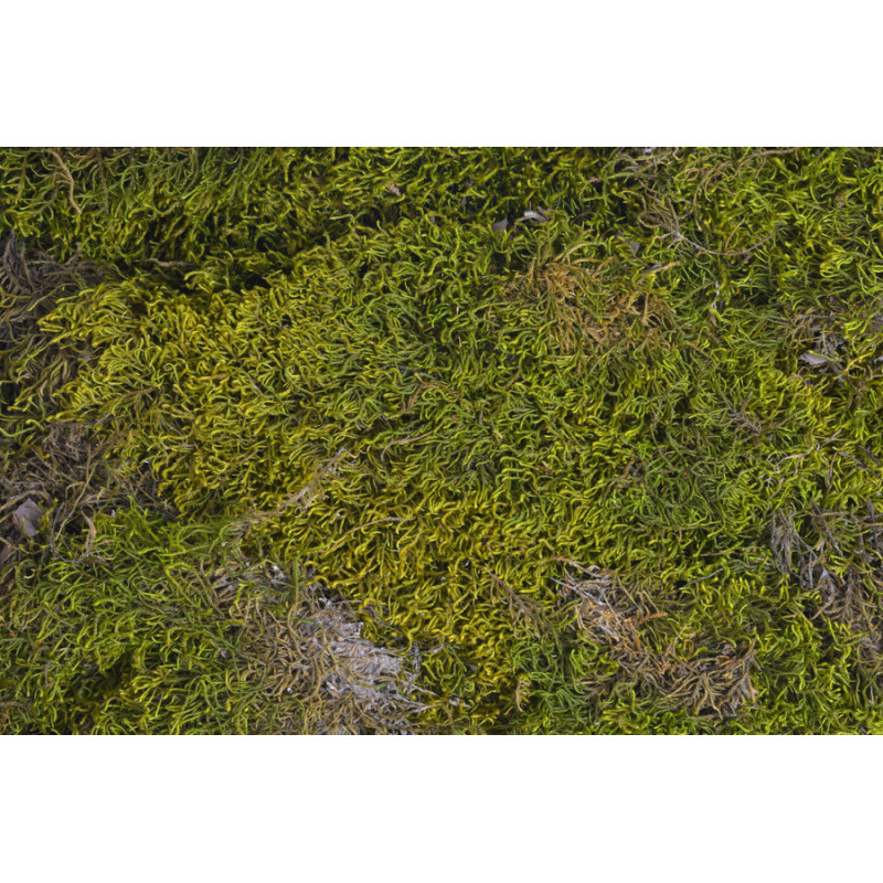 Green moss long 500g - susz dekoracyjny
