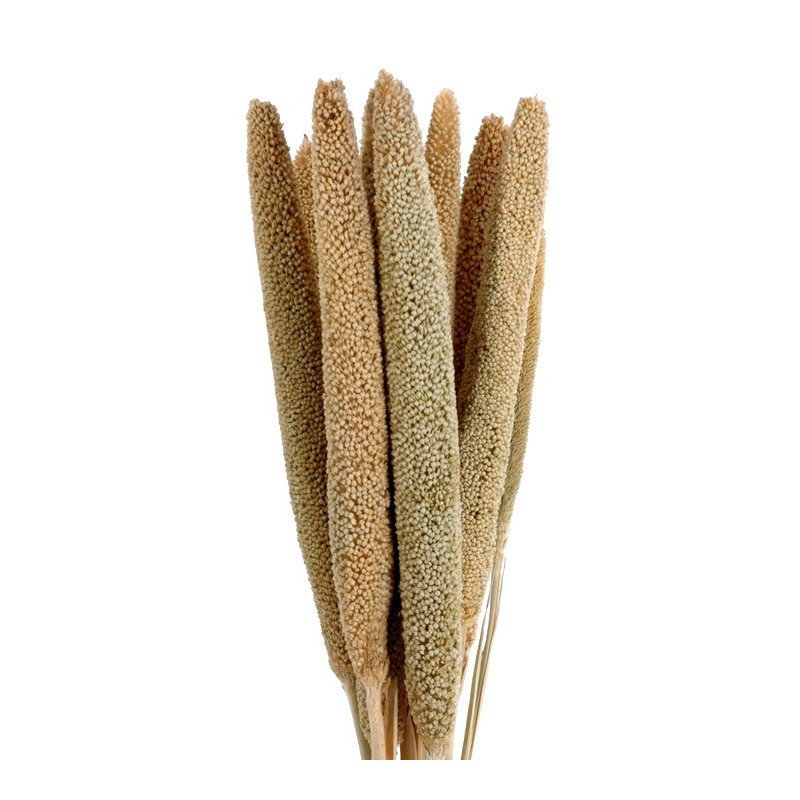 Babala gruba nat.(pacz.10szt)-susz.rośliny