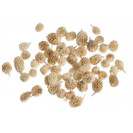 Casurina pods wyb. pacz.500g- susz