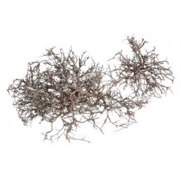 Dry tree/Tiny skeleton natur.-pacz 250g...12 - 30 cm - susz dekoracyjny