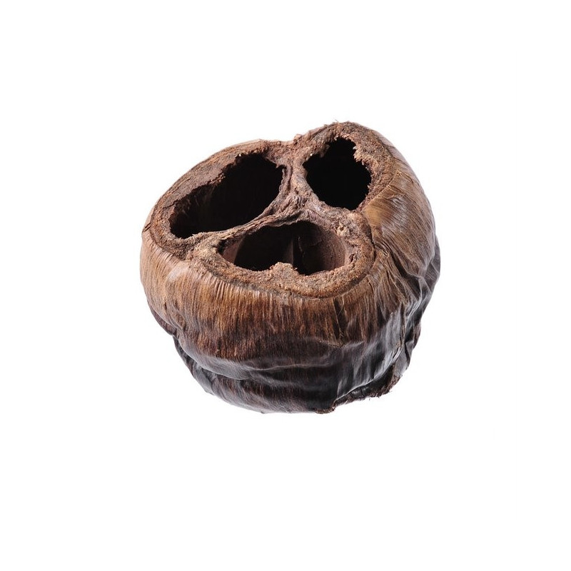 Talami 10sztuk/paczka...8-10cm - susz