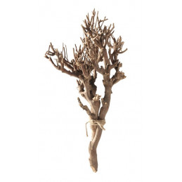 Gałęzie Curry bush- bunch-500g..H50-55 cm