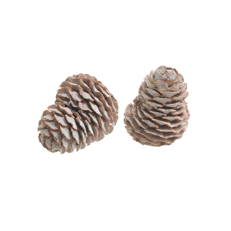 Murii white washed 200g/pacz| 4-5 cm - szyszki Muri