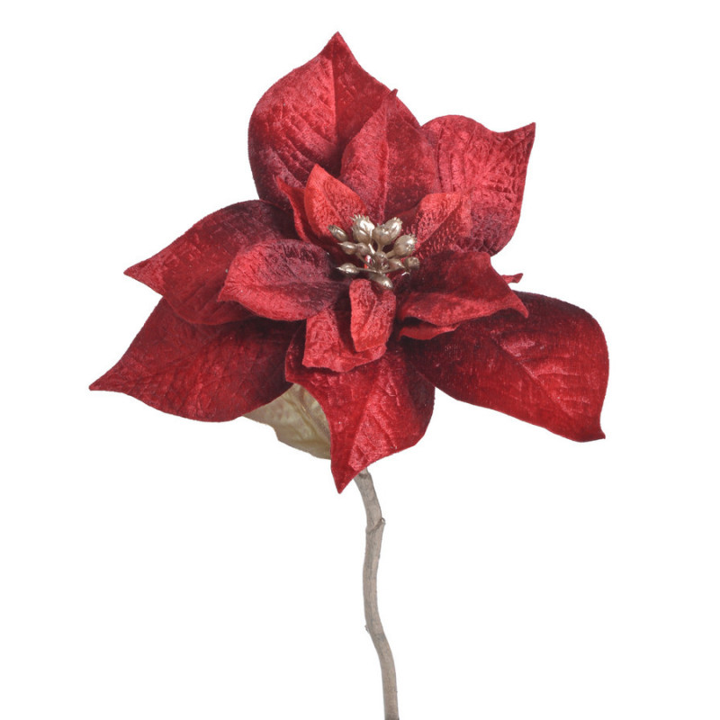 Poinsecja welwetowa x1 30cm