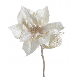 Poinsecja welwetowa x1 30cm