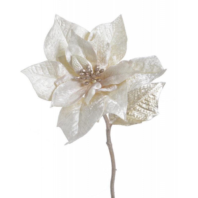 Poinsecja welwetowa x1 30cm