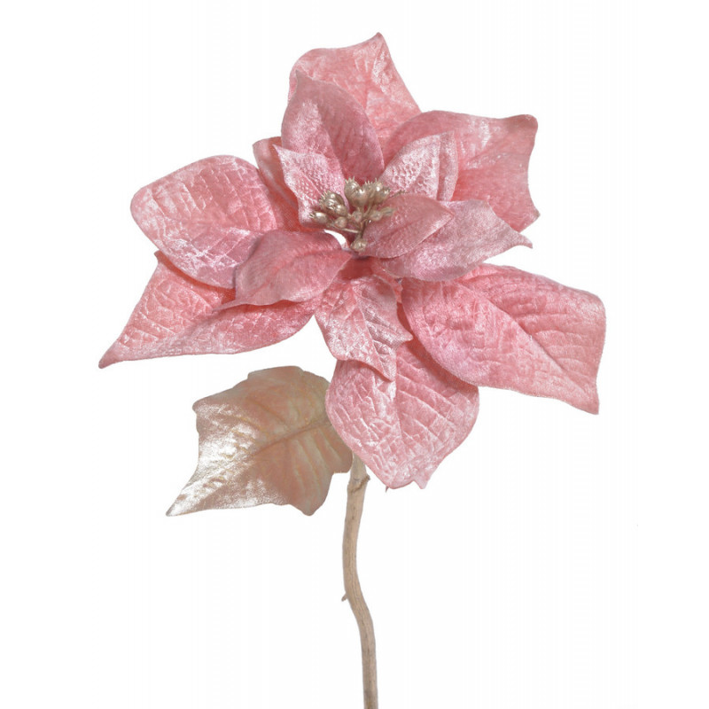 Poinsecja welwetowa x1 30cm