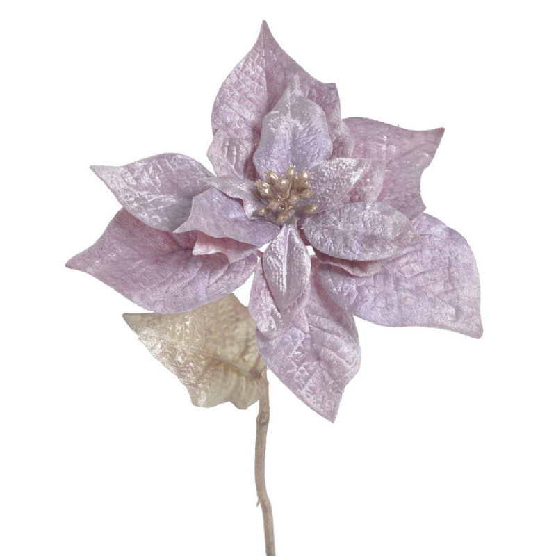 Poinsecja welwetowa x1 30cm