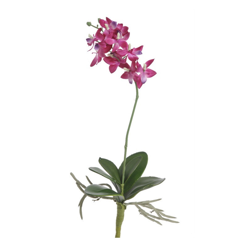 Mini storczyk z lisciem 35 cm