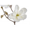 Magnolia x1 52cm