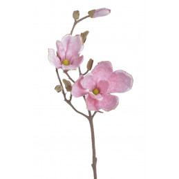 Magnolia x1 52cm