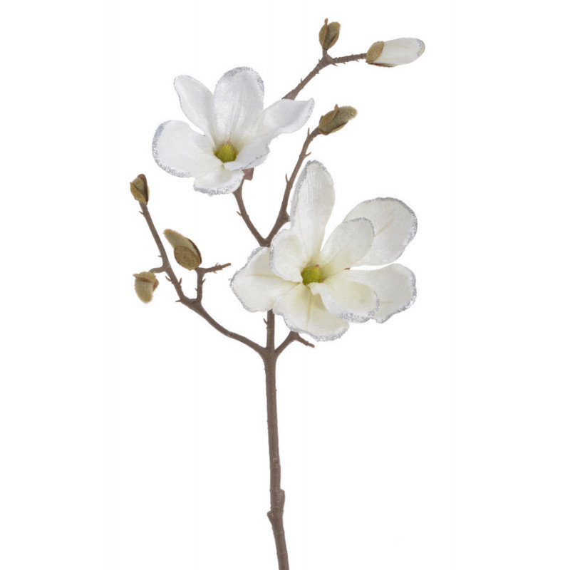Magnolia x1 52cm