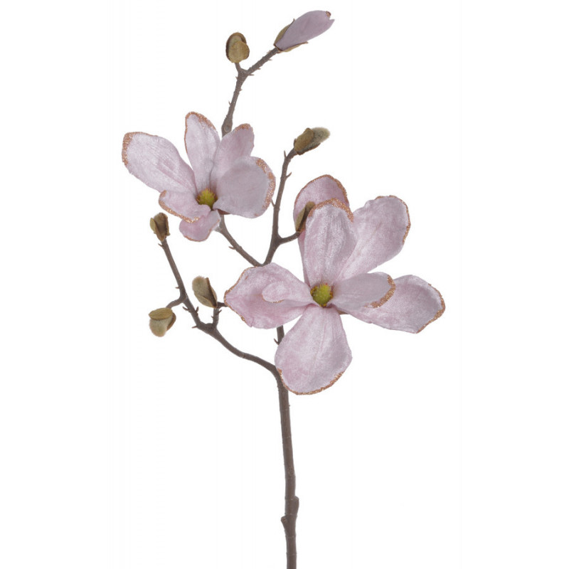 Magnolia x1 52cm