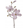Magnolia x1 52cm
