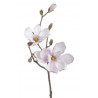 Magnolia x1 52cm