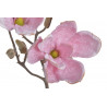 Magnolia x1 52cm