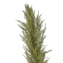 Trawa pampasowa 130cm - susz dekoracyjny