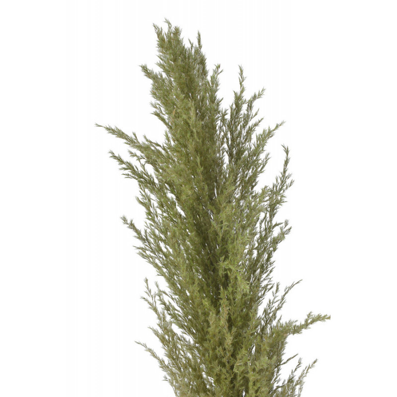 Trawa pampasowa 130cm - susz dekoracyjny