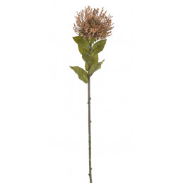 Leucospermum x1 73cm -...