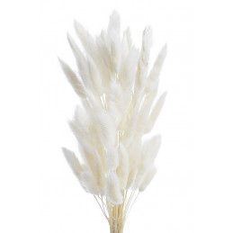 Lagurus paczka..ok 65cm..ok60szt główek/paczka