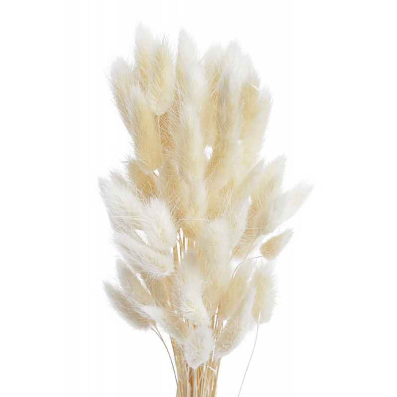 Lagurus paczka..ok 65cm..ok60szt główek/paczka