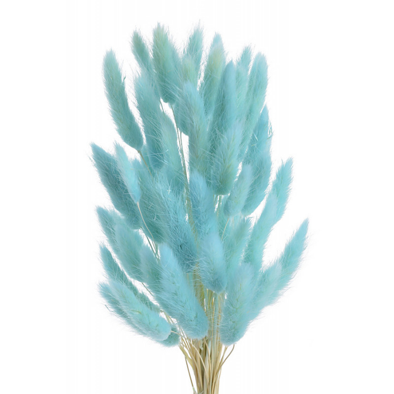 Lagurus paczka..ok 65cm..ok60szt główek/paczka